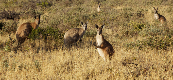 Markus Holtermann — Australia — Take Off