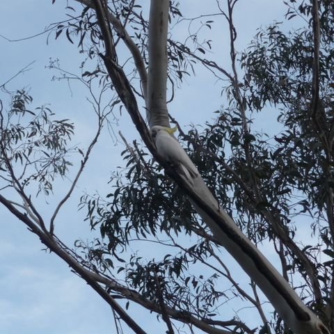 A cocky (cockatoo)