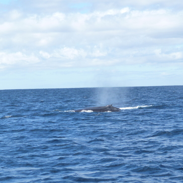 Two Hunchbacks spraying their water fountains