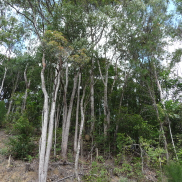 Rainforest near Kuranda