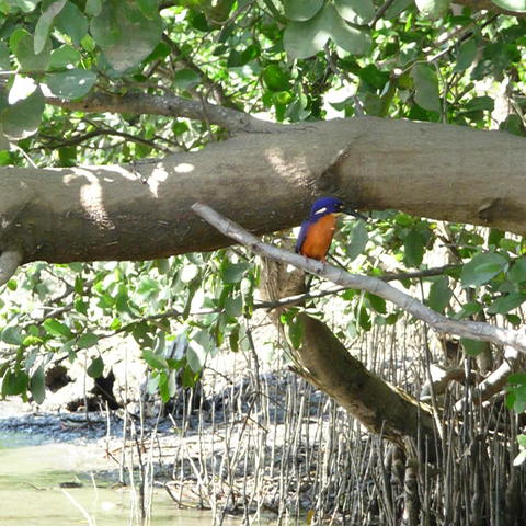 Kingfisher
