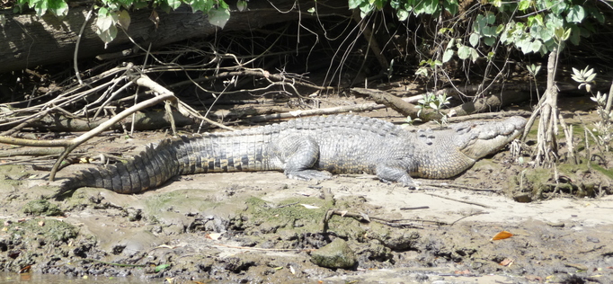 Daintree