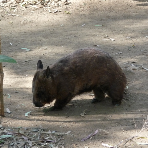Wombat Wombat