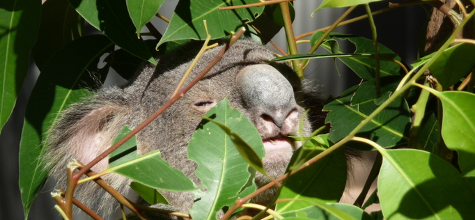 Billabong Sanctuary