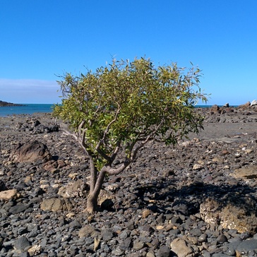 Mangrove on a passing to Wedge Island Mangrove on a passing to Wedge Island