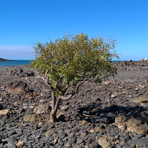Mangrove on a passing to Wedge Island Mangrove on a passing to Wedge Island