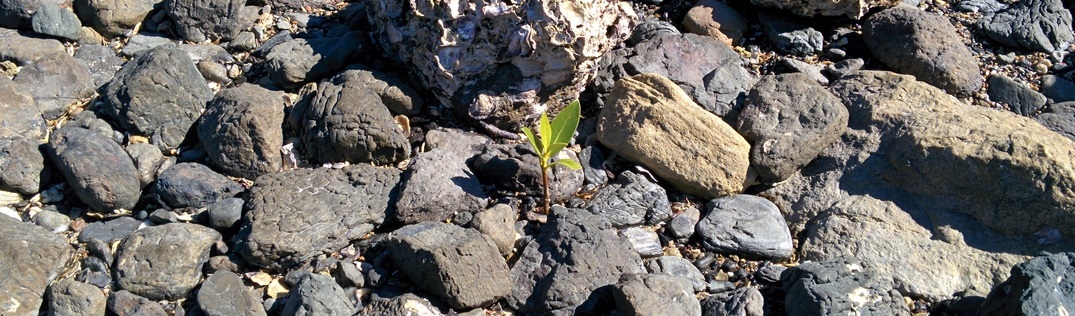 Cape Hillsborough National Park