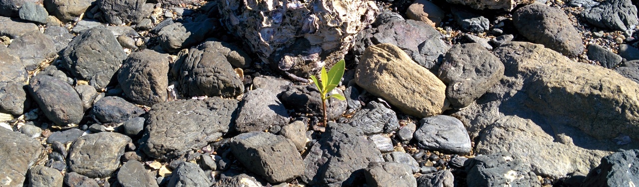 Cape Hillsborough National Park