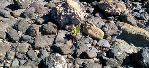 Cape Hillsborough National Park