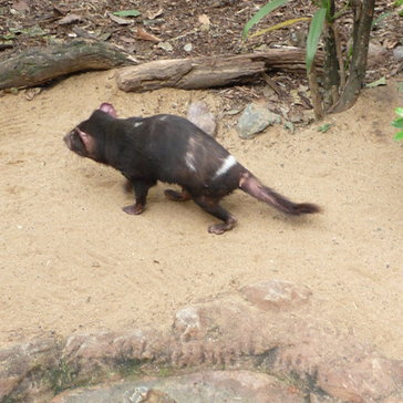 A Tasmanian devil