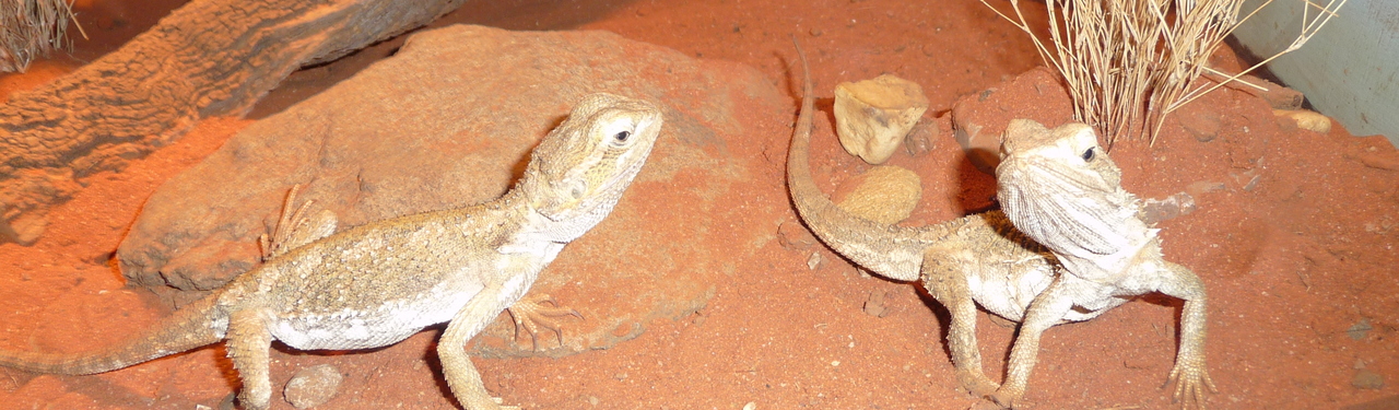 Brisbane Koala Sanctuary