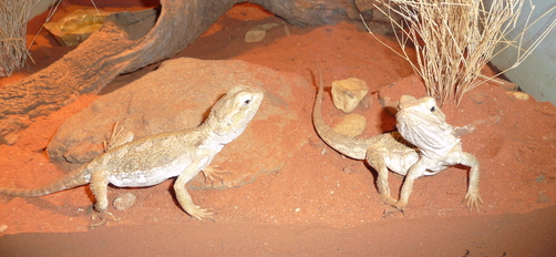 Brisbane Koala Sanctuary