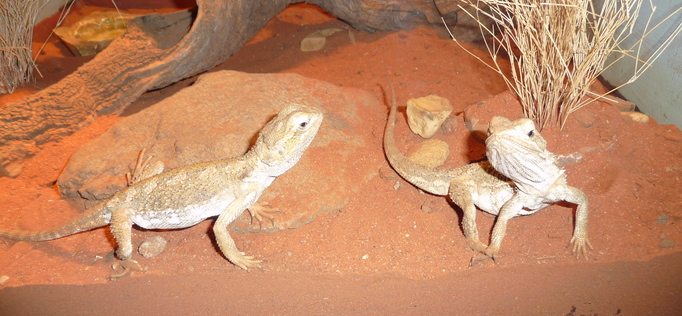 Brisbane Koala Sanctuary