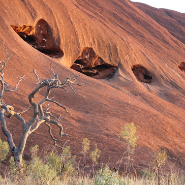 Uluru Boardwalk: Kangaroos on Uluru
