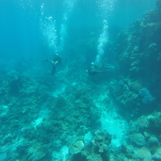 My dive buddy and I