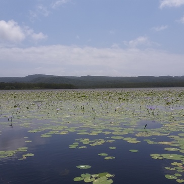 Sea covered by water lilies