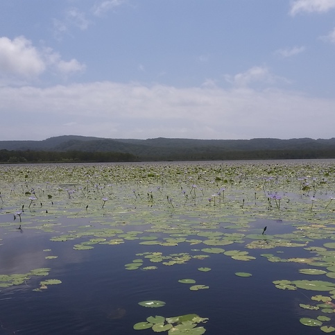 Sea covered by water lilies