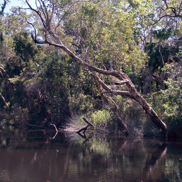 Markus Holtermann — Kayaking In The Noosa Everglades