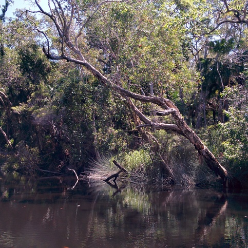 Markus Holtermann — Kayaking in the Noosa Everglades